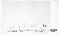 Didymella fruticosae image